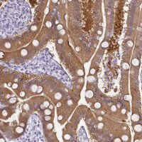 Anti-GSDMB antibody produced in rabbit