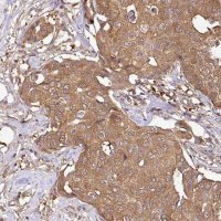 Anti-GSPT1 antibody produced in rabbit 