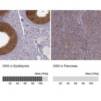 Anti-GSS antibody produced in rabbit HPA059315-100UL