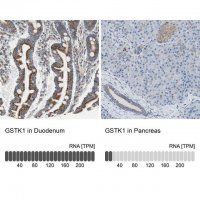 Anti-GSTK1 antibody produced in rabbit 