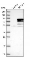 Anti-GTF2F1 antibody produced in rabbit