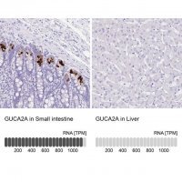 Anti-GUCA2A antibody produced in rabbit 