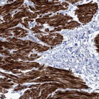 Anti-GULP1 antibody produced in rabbit