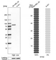 Anti-GYG2 antibody produced in rabbit