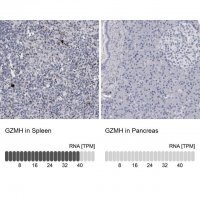 Anti-GZMH antibody produced in rabbit 