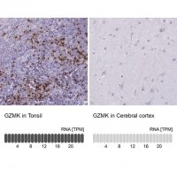 Anti-GZMK antibody produced in rabbit 