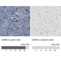 Anti-GZMM antibody produced in rabbit 