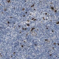 Anti-GZMM antibody produced in rabbit 