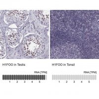 Anti-H1FOO antibody produced in rabbit HPA037992-100UL