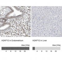Anti-H2AFY2 antibody produced in rabbit 