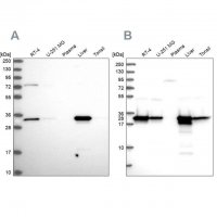 Anti-HADH antibody produced in rabbit