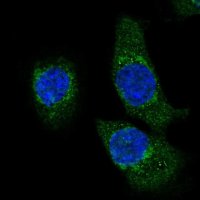 Anti-HADH antibody produced in rabbit