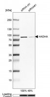 Anti-HADHA antibody produced in rabbit 