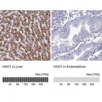 Anti-HAO1 antibody produced in rabbit 