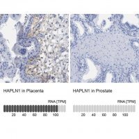 Anti-HAPLN1 antibody produced in rabbit 