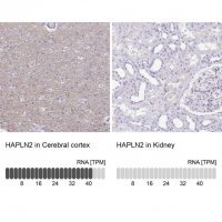 Anti-HAPLN2 antibody produced in rabbit HPA045765-100UL