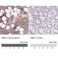 Anti-HBQ1 antibody produced in rabbit 