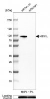 Anti-HBS1L antibody produced in rabbit 