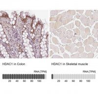 Anti-HDAC1 antibody produced in rabbit