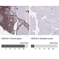 Anti-HDAC8 antibody produced in rabbit 