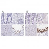 Anti-HDGFL1 antibody produced in rabbit