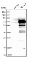 Anti-HEXIM1 antibody produced in rabbit 