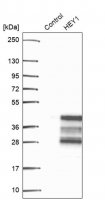 Anti-HEY1 antibody produced in rabbit 