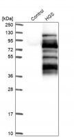 Anti-HGS antibody produced in rabbit 
