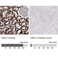 Anti-HIBCH antibody produced in rabbit 
