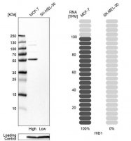 Anti-HID1 antibody produced in rabbit
