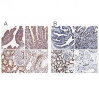 Anti-HINT2 antibody produced in rabbit 