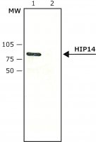 Anti-HIP14 antibody produced in rabbit 