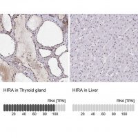 Anti-HIRA antibody produced in rabbit 
