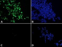 Anti-Histone Deacetylase 8 (HDAC8) antibody produced in rabbit H8038-200UL
