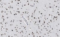 Anti-Histone H2A.X Antibody, clone 1C22 ZooMAb� Rabbit Monoclonal 