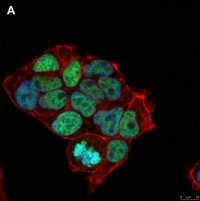 Anti-Histone H3.3 G34R Antibody, clone 2L10 ZooMAb� Rabbit Monoclonal 