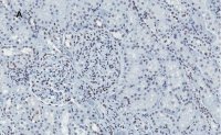 Anti-Histone H4 Antibody, clone 5J18, ZooMAb� Rabbit Monoclonal 