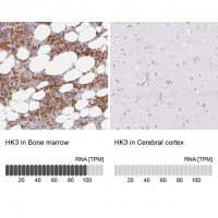 Anti-HK3 antibody produced in rabbit 