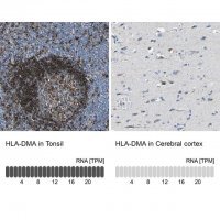 Anti-HLA-DMA antibody produced in rabbit 