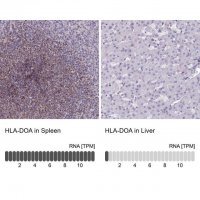 Anti-HLA-DOA antibody produced in rabbit 