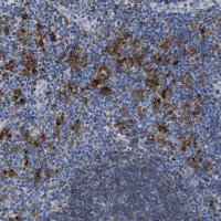 Anti-HLA-DPA1 antibody produced in rabbit