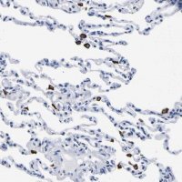 Anti-HLA-DQA1 antibody produced in rabbit 