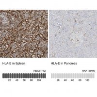 Anti-HLA-E antibody produced in rabbit 