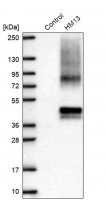 Anti-HM13 antibody produced in rabbit HPA045089-100UL