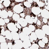 Anti-HMBS antibody produced in rabbit