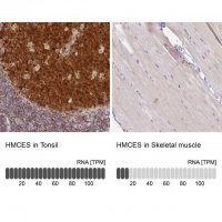 Anti-HMCES antibody produced in rabbit 