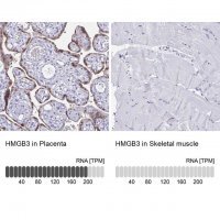 Anti-HMGB3 antibody produced in rabbit 