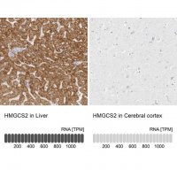 Anti-HMGCS2 antibody produced in rabbit 