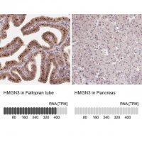 Anti-HMGN3 