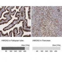 Anti-HMGN3 antibody produced in rabbit 